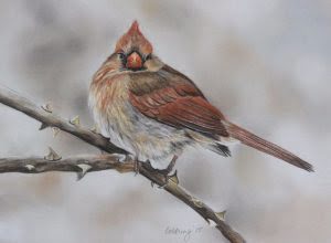 Winter Cardinal